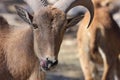 Barbary Sheep, Aoudad Royalty Free Stock Photo