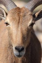 Barbary Sheep, Aoudad Royalty Free Stock Photo