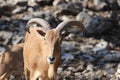 Barbary Sheep, Aoudad Royalty Free Stock Photo