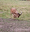Barbary sheep (aoudad) animal species Royalty Free Stock Photo