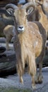 Barbary sheep 3