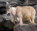 Barbary sheep 4