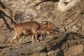 Barbary sheep with baby Royalty Free Stock Photo