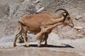 Barbary sheep Royalty Free Stock Photo