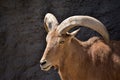 Portrait of a barbary sheep standing in fron of a grey cliff Royalty Free Stock Photo