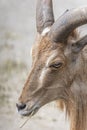 Barbary sheep