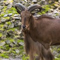 Barbary sheep closeup portrait