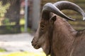 Barbary sheep closeup portrait