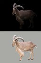 Barbary sheep in the dark