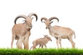 Barbary sheep family Royalty Free Stock Photo