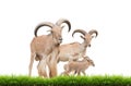 Barbary sheep family Royalty Free Stock Photo