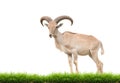 Barbary sheep Royalty Free Stock Photo