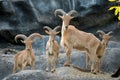 Barbary sheep Royalty Free Stock Photo