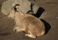 Barbary sheep