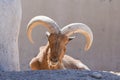 A Barbary Sheep head close up showing off its impressive horns Ammotragus lervia Royalty Free Stock Photo