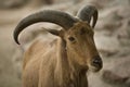 Barbary sheep horns