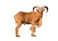 Barbary sheep Royalty Free Stock Photo