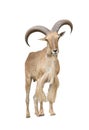 Barbary sheep isolated on white background Royalty Free Stock Photo