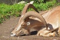 Barbary Sheep with long thick horns lying on the ground in hot summer sun