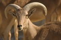 Barbary Sheep male Royalty Free Stock Photo
