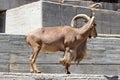 Barbary sheep Royalty Free Stock Photo