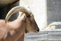 Barbary sheep Royalty Free Stock Photo