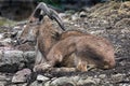 Barbary sheep male 5