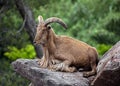 Barbary sheep male 7