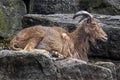 Barbary sheep male 2