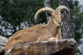 Barbary sheep male 6