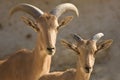 Barbary Sheep mother and baby Royalty Free Stock Photo