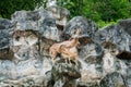 Barbary sheep or mountain goat on the stone rock background. Royalty Free Stock Photo