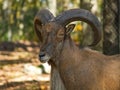 Barbary Sheep Portrait Royalty Free Stock Photo