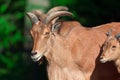 Barbary sheep Royalty Free Stock Photo