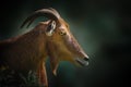 Barbary Sheep portrait Royalty Free Stock Photo