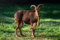 Barbary Sheep portrait Royalty Free Stock Photo