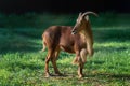 Barbary Sheep portrait Royalty Free Stock Photo