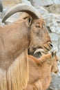 Barbary sheep portrait close up Royalty Free Stock Photo