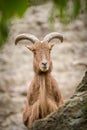 Barbary sheep portrait on rock Royalty Free Stock Photo