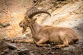 Barbary Sheep portrait on rock Royalty Free Stock Photo