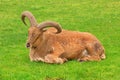 Barbary sheep Royalty Free Stock Photo