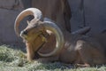 A Barbary Sheep sitting proudly showing off its impressive horns Ammotragus lervia