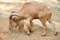 Barbary sheep Royalty Free Stock Photo