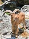 Barbary sheep stand on cliff Royalty Free Stock Photo