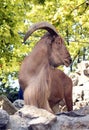 Barbary sheep on rockz stones