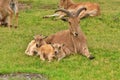 barbary sheep