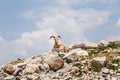 Barbary sheep wild goat antelope lying resting on rocks during hot summer day. One wild Texas aoudad goat with large curvy horns