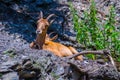 Barbary sheep & x28;Ammotragus lervia& x29;...IMAGE Royalty Free Stock Photo