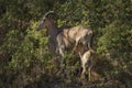 Barbary sheep Royalty Free Stock Photo