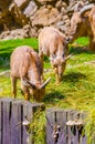 Barbary sheep (Ammotragus lervia)...IMAGE Royalty Free Stock Photo